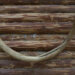 A mammoth tusk on the wall of a log house.