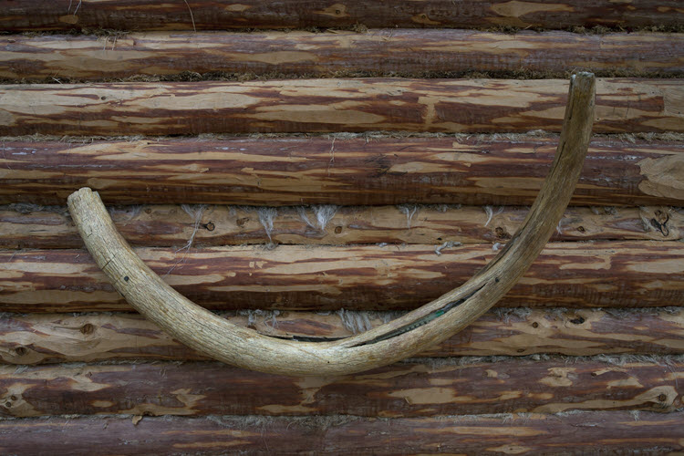 A mammoth tusk on the wall of a log house.