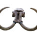 An image of a mammoth skull with intact tusks on a white background