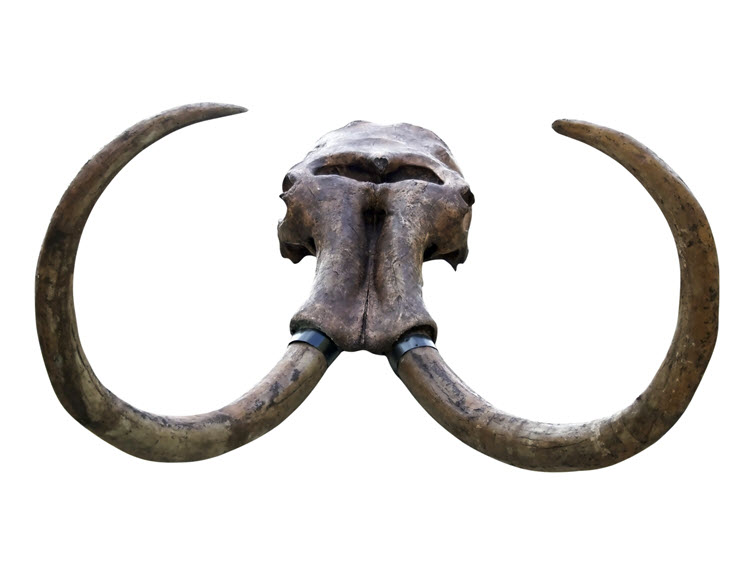 An image of a mammoth skull with intact tusks on a white background